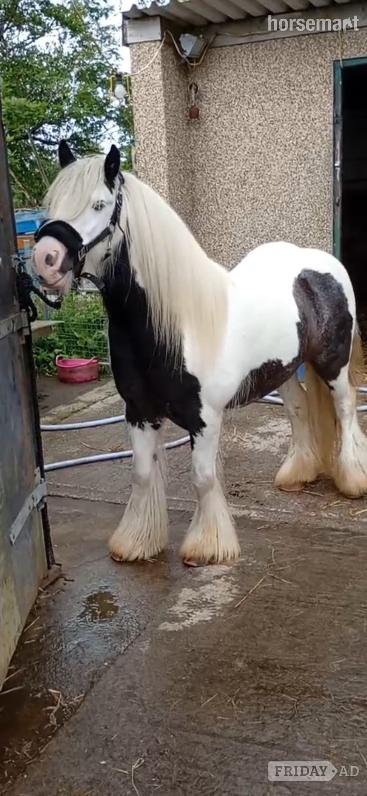 Pontypridd "Fanta" Coloured Gelding All Rounder