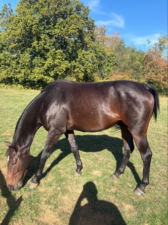 "Romeo" Bay Gelding Project Horse