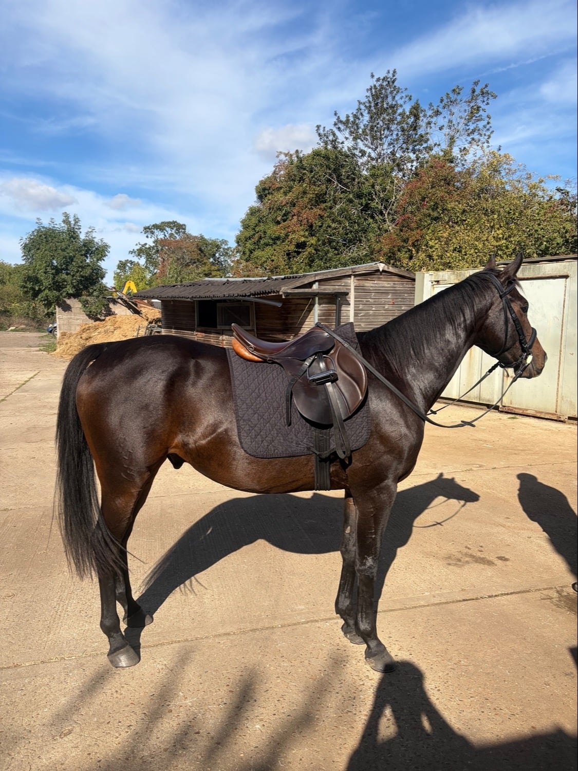 "Romeo" Bay Gelding Project Horse