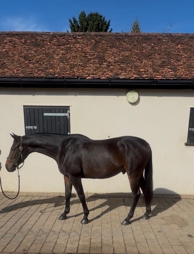 Chipstead "Romeo" Bay Gelding Project Horse