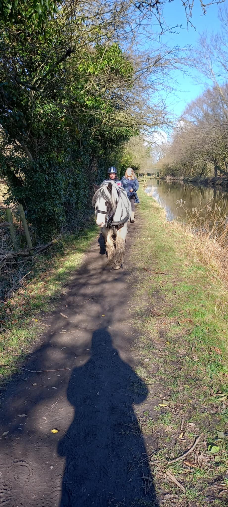 "Boris" Piebald Gelding Cob/Heavy Horse