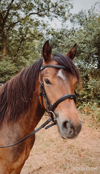 "Galway Shamrock " Dun Gelding All Rounder
