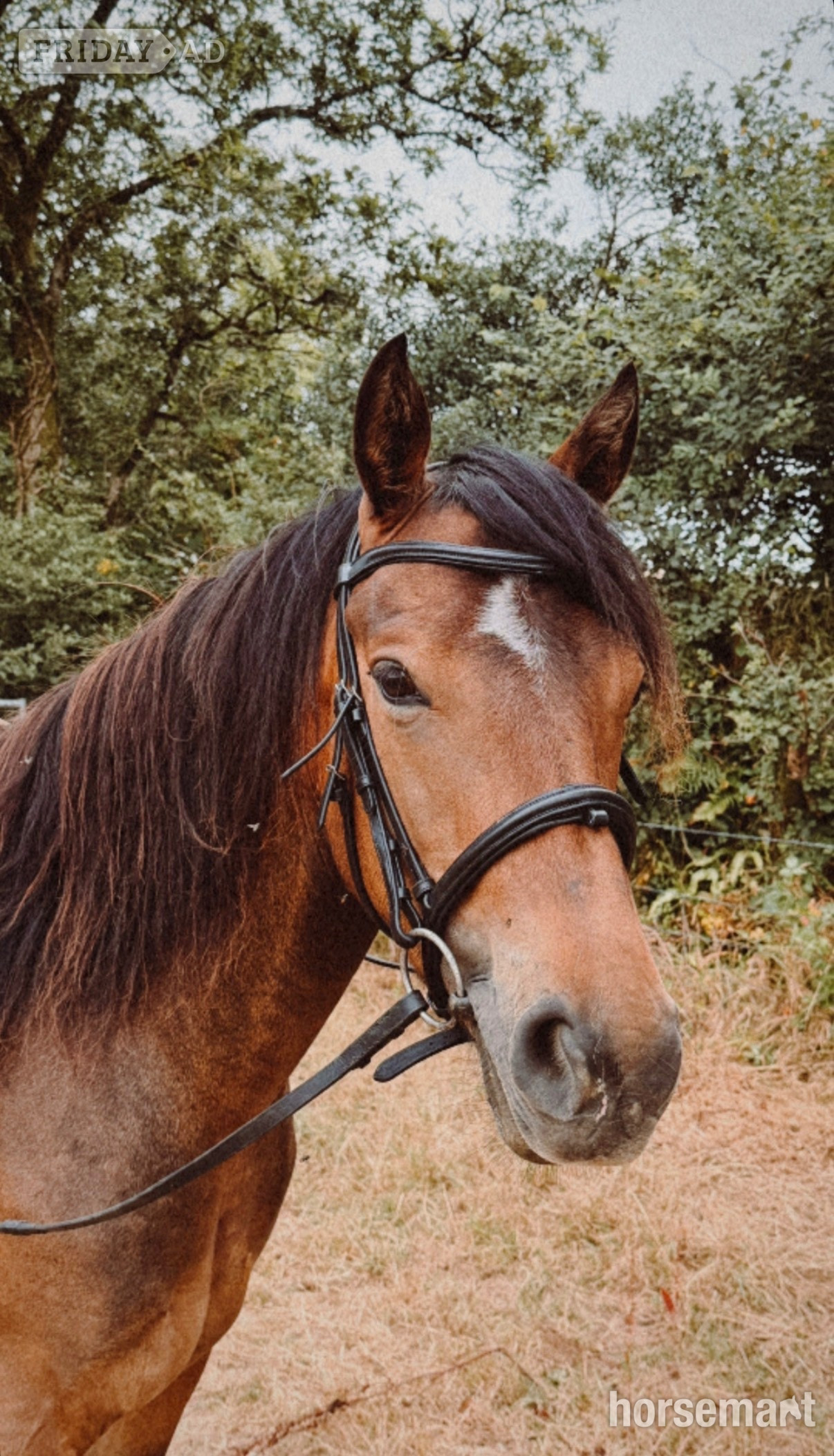 "Galway Shamrock " Dun Gelding All Rounder in Pelynt