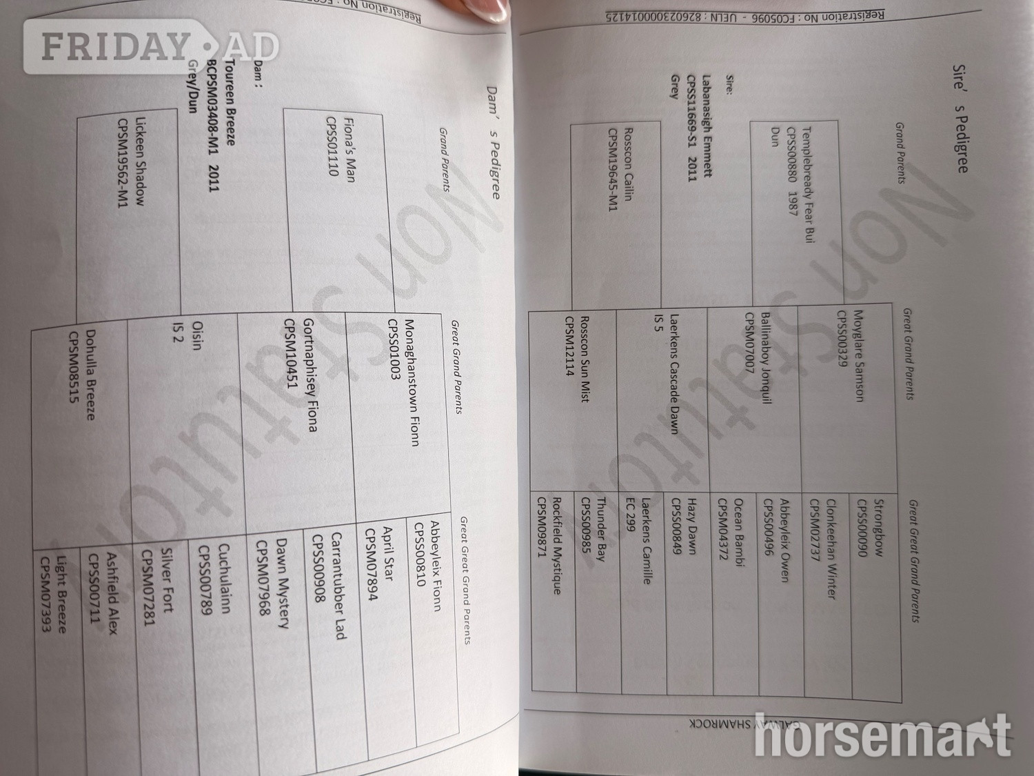 "Galway Shamrock " Dun Gelding All Rounder