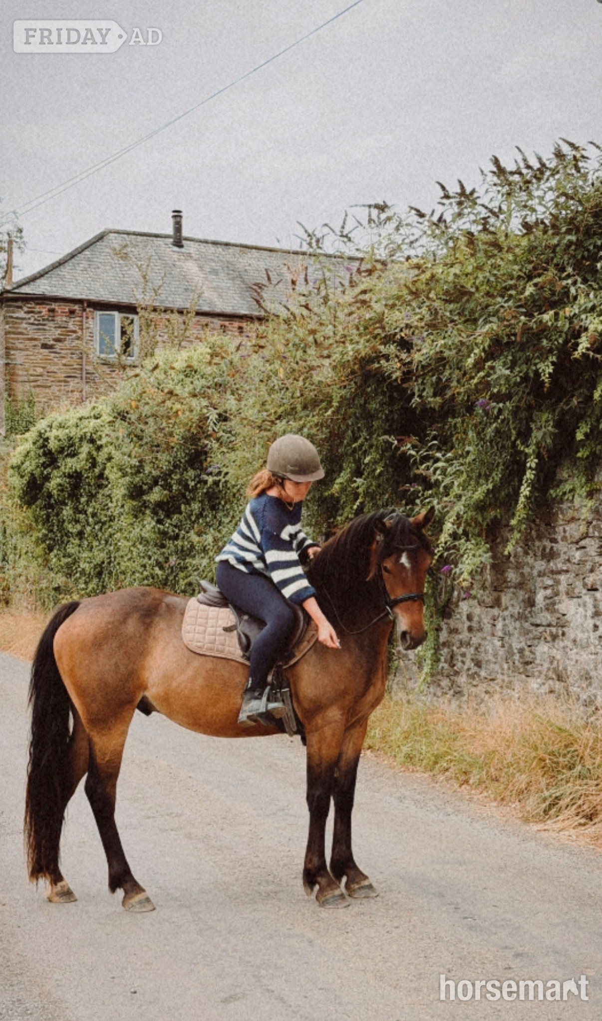 Pelynt "Galway Shamrock " Dun Gelding All Rounder