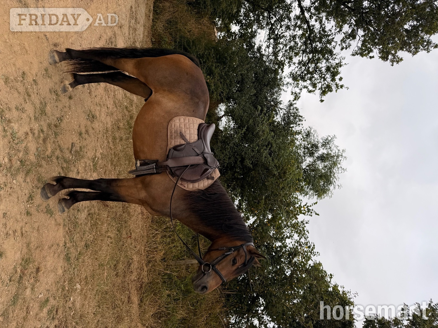 "Galway Shamrock " Dun Gelding All Rounder - Horses in Pelynt