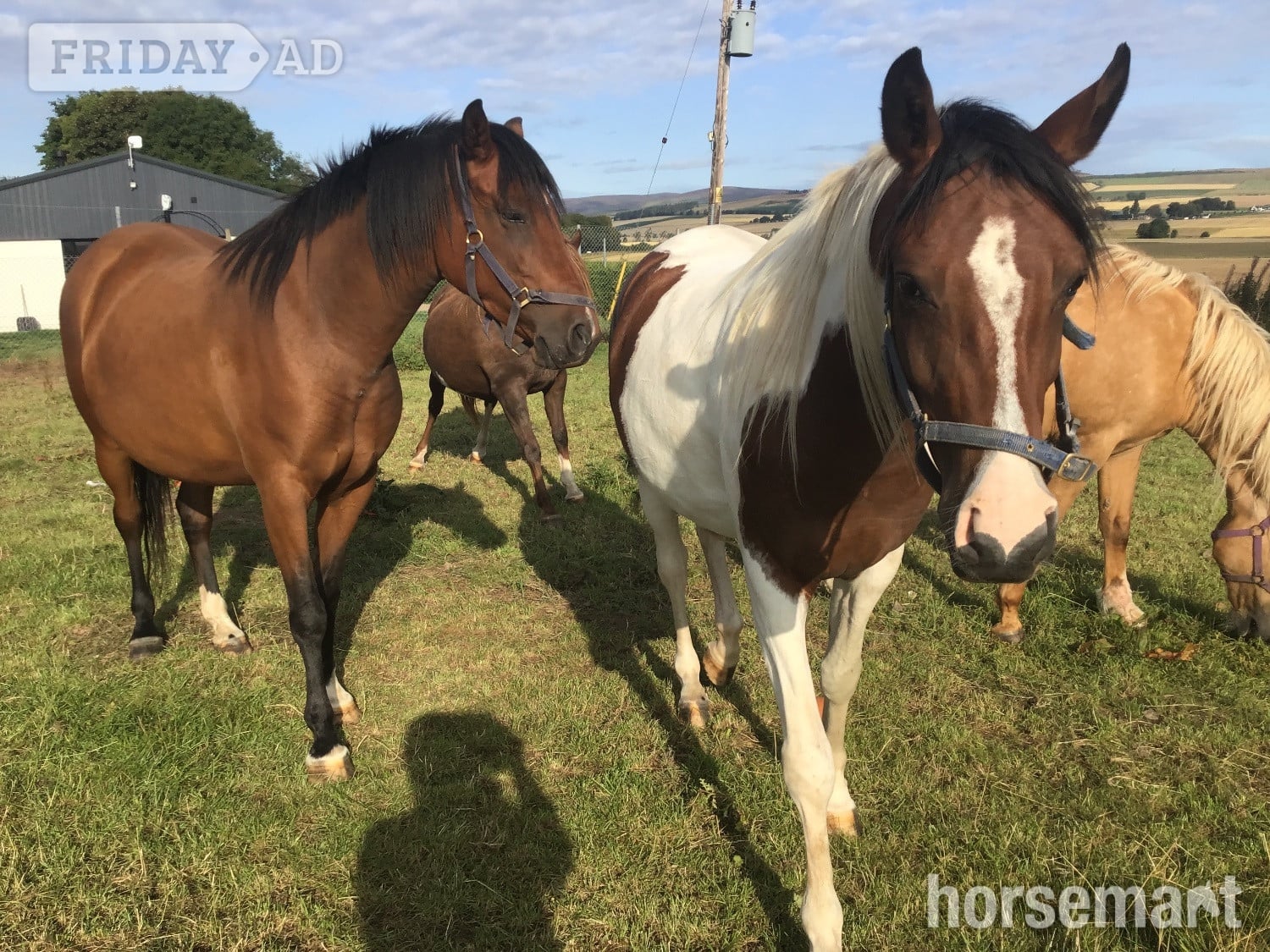 "Romancing the chief " Skewbald Gelding Youngstock / Foal in Brechin