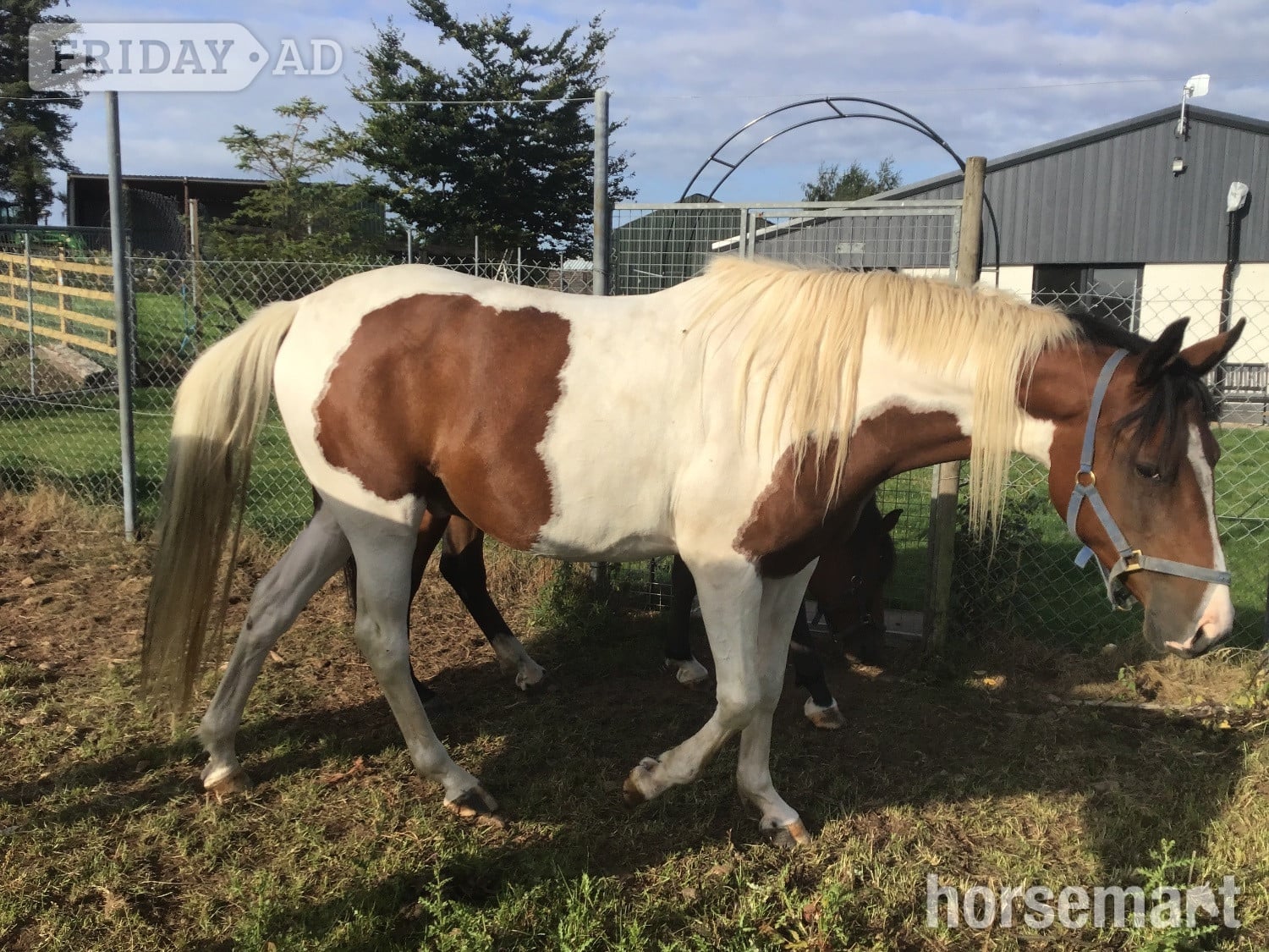 "Romancing the chief " Skewbald Gelding Youngstock / Foal