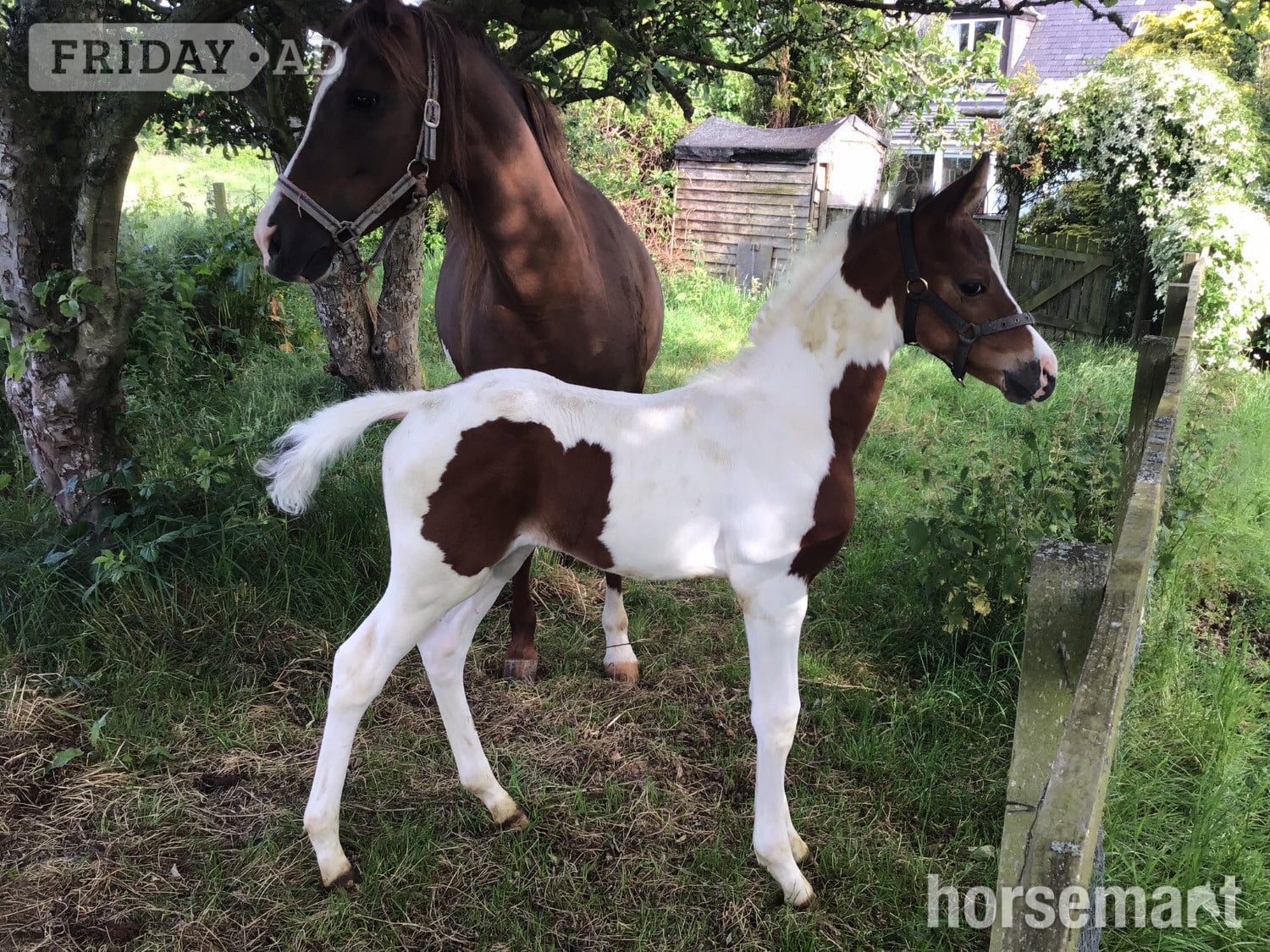 Brechin "Romancing the chief " Skewbald Gelding Youngstock / Foal