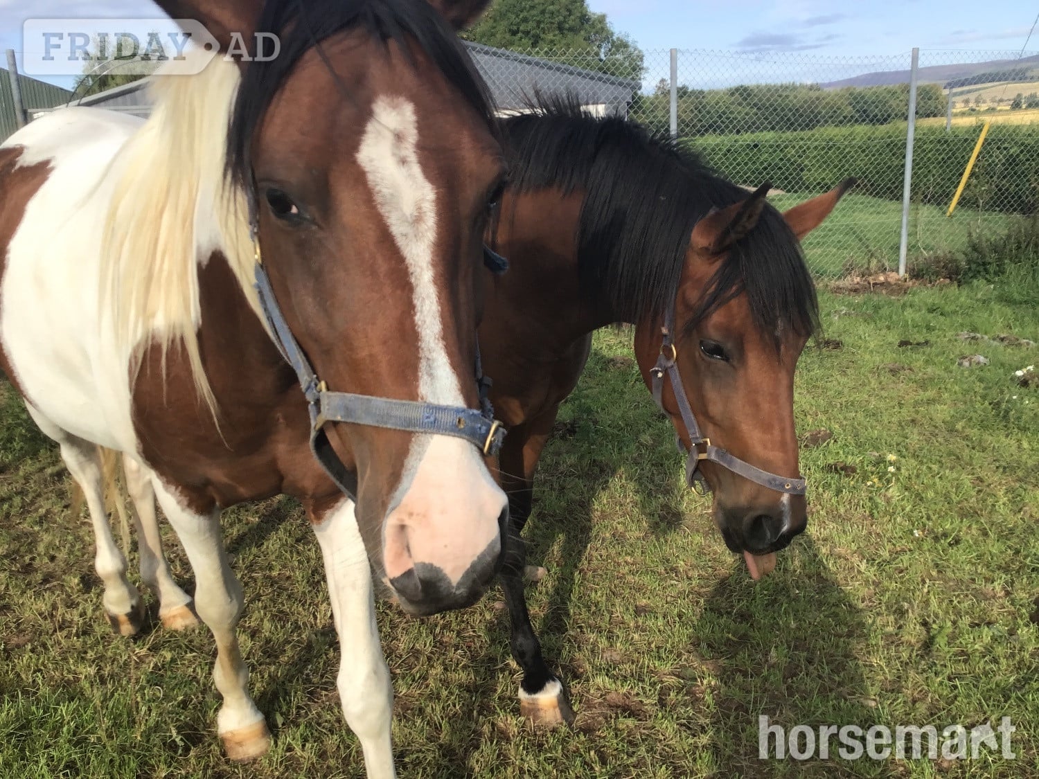 "Romancing the chief " Skewbald Gelding Youngstock / Foal - Horses in Brechin