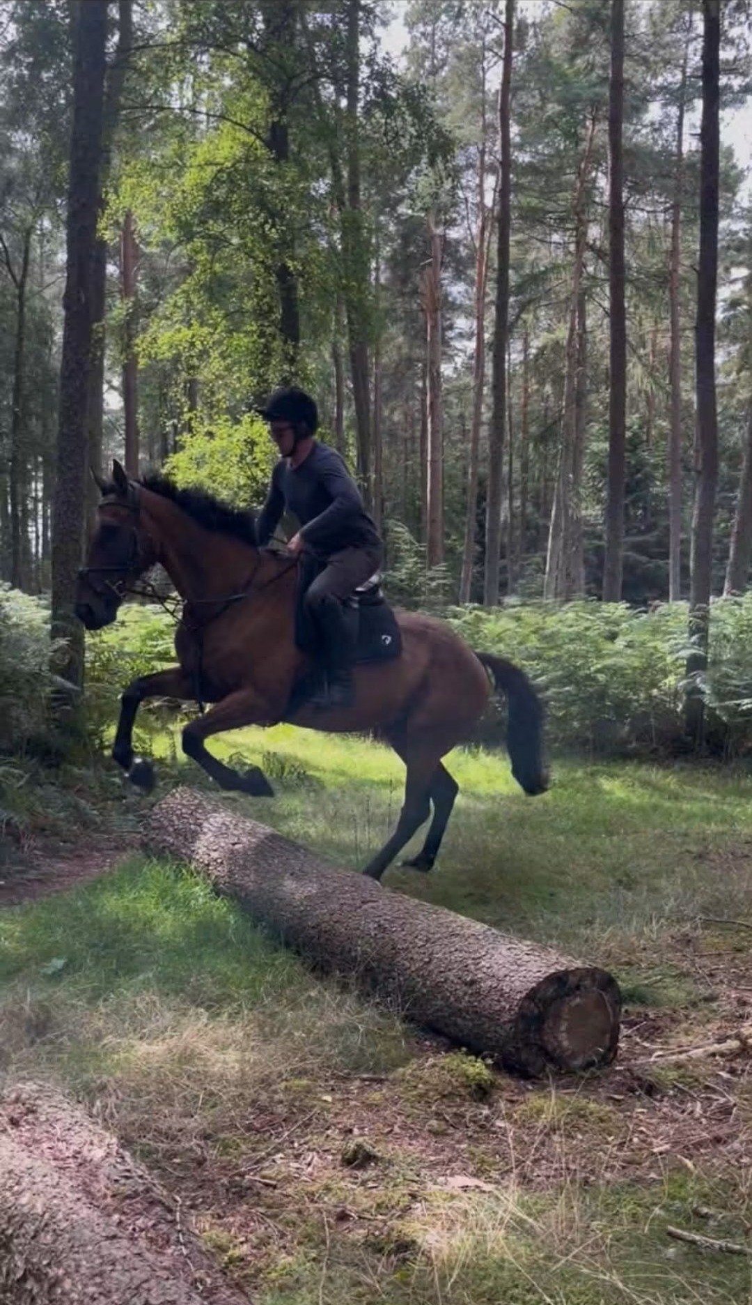"Glen" Bay Gelding All Rounder