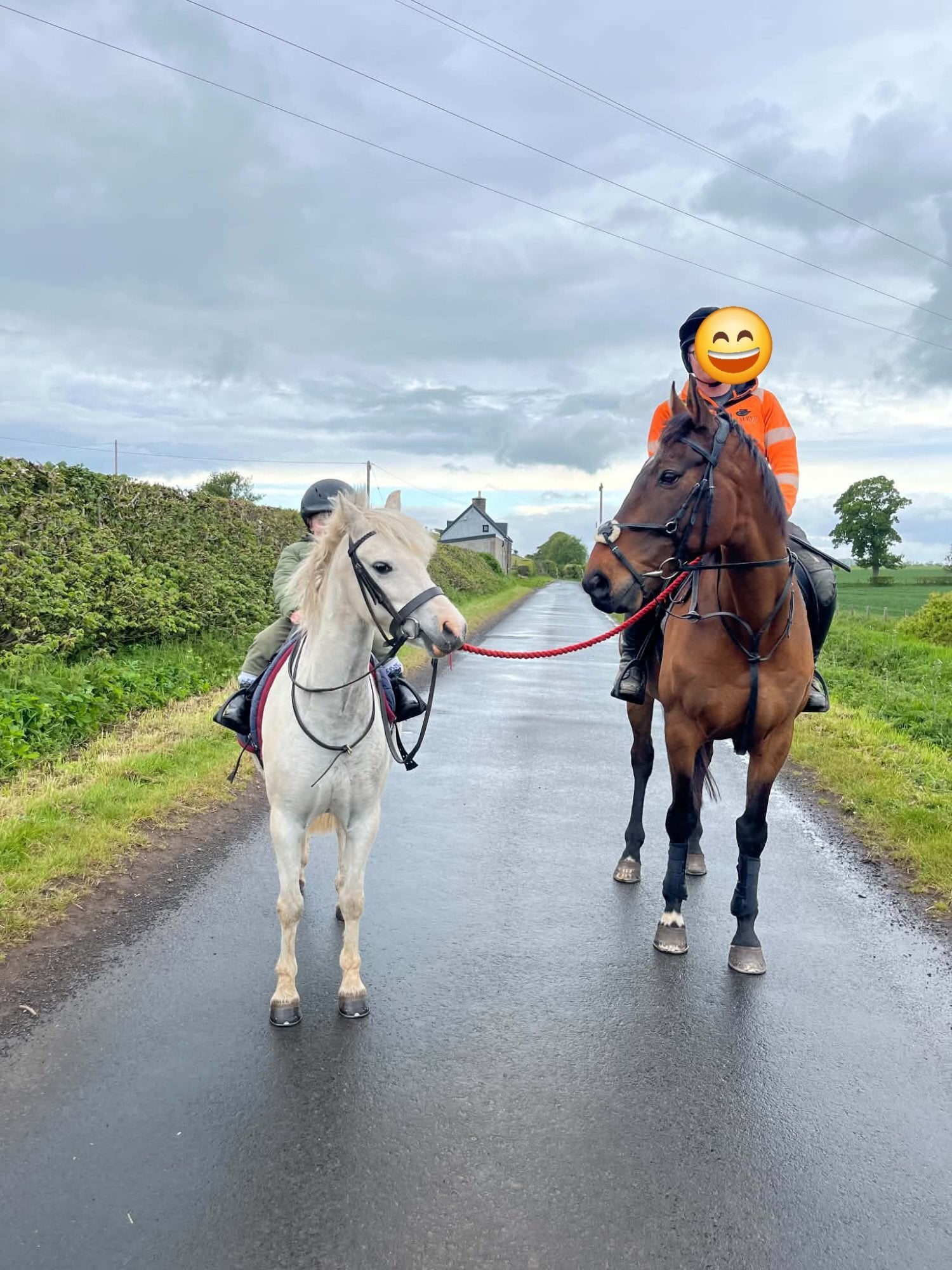 Coldstream "Glen" Bay Gelding All Rounder