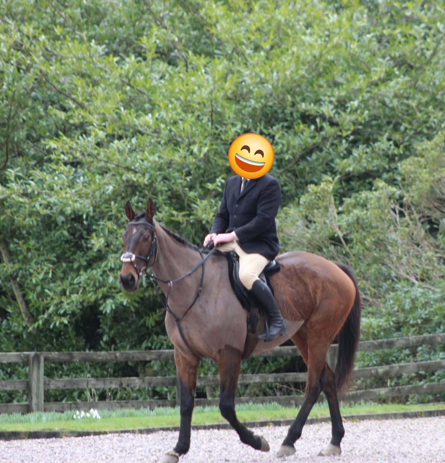 "Glen" Bay Gelding All Rounder - Horses in Coldstream