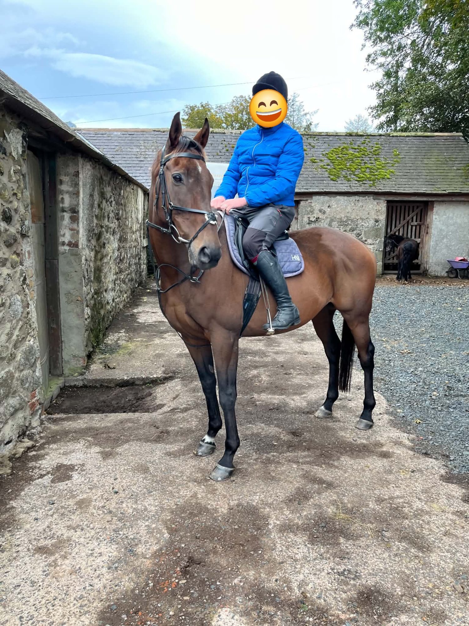 "Glen" Bay Gelding All Rounder - Horses