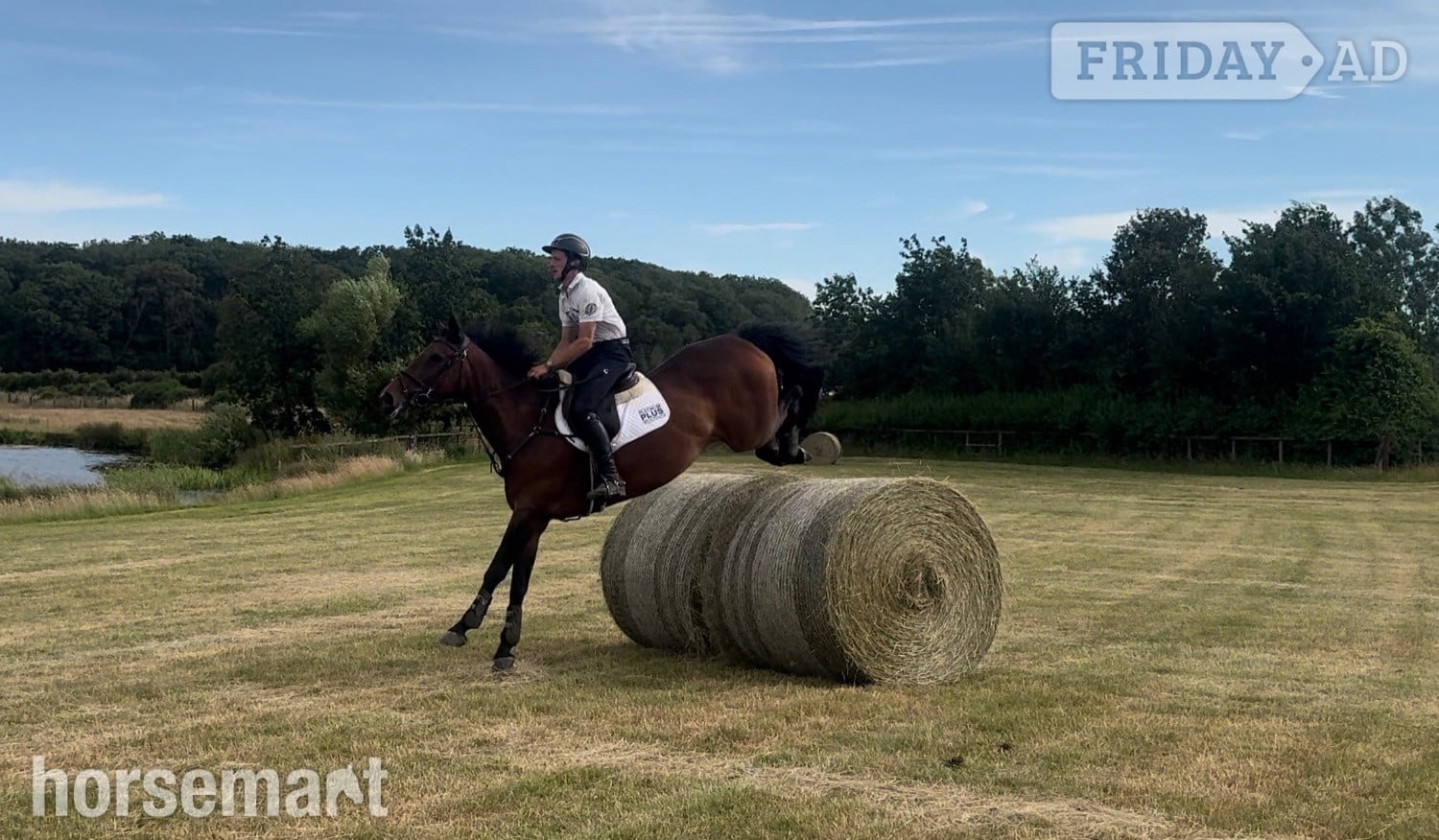 "KILDERRYS SPARROW"  Mare All Rounder in Towcester