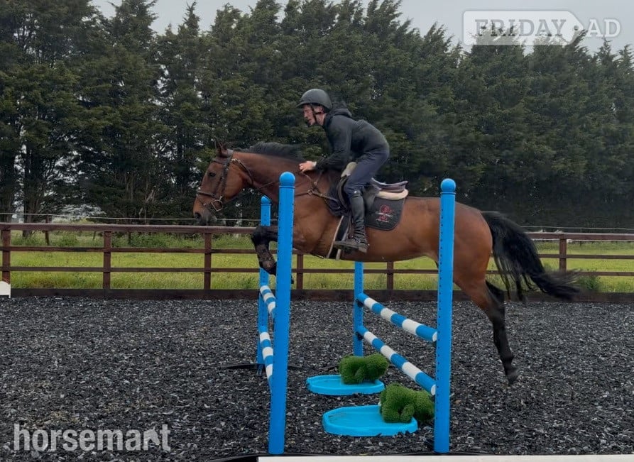 "KILDERRYS SPARROW"  Mare All Rounder