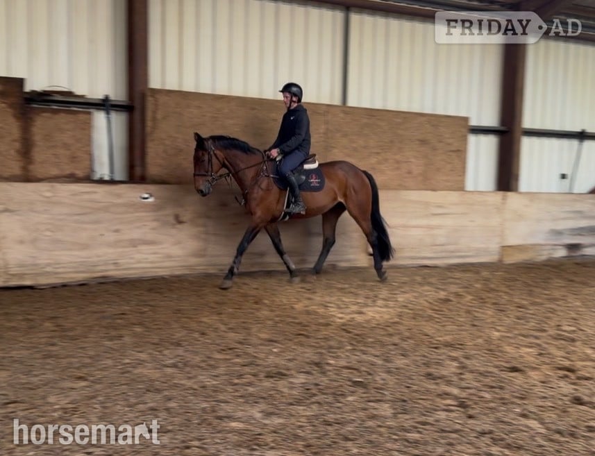 Towcester "KILDERRYS SPARROW"  Mare All Rounder