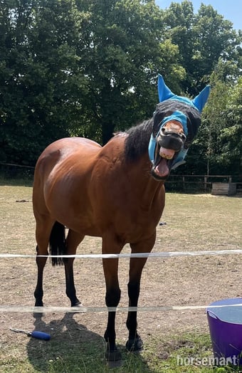 "Dakota" Bay Gelding All Rounder