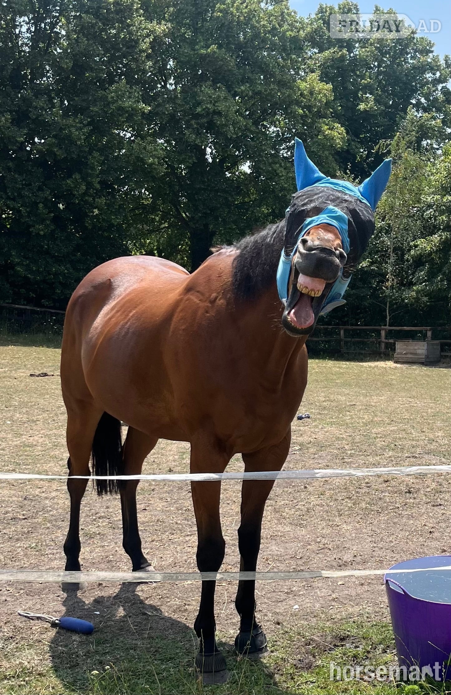 "Dakota" Bay Gelding All Rounder in Wantage