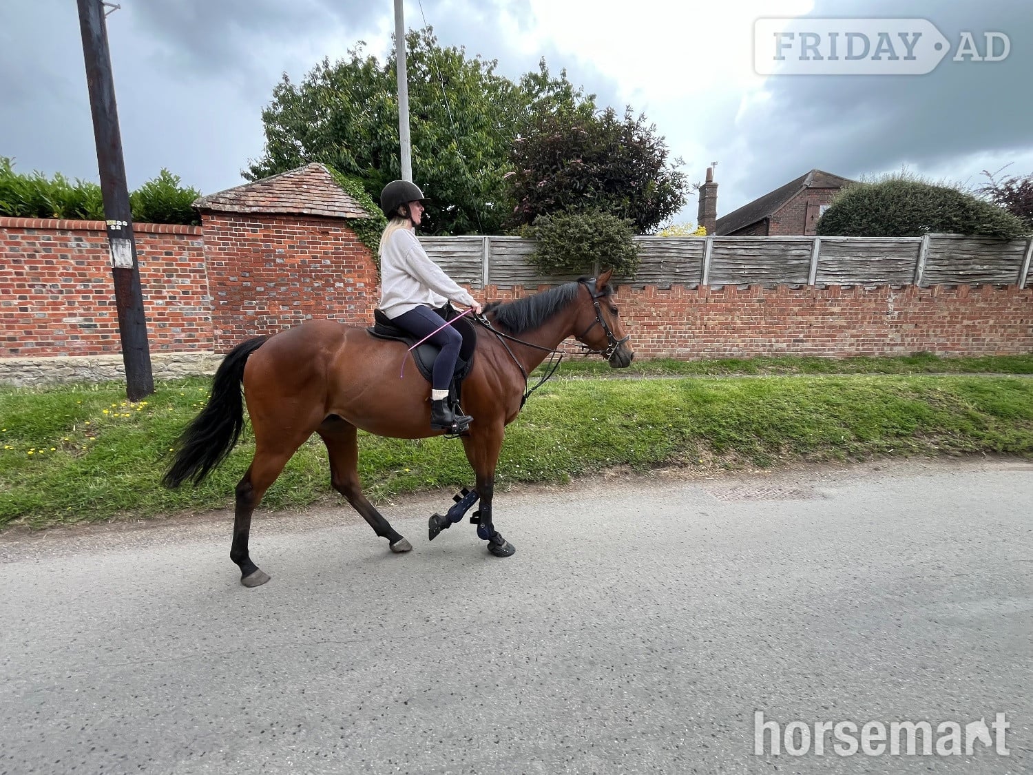 Wantage "Dakota" Bay Gelding All Rounder