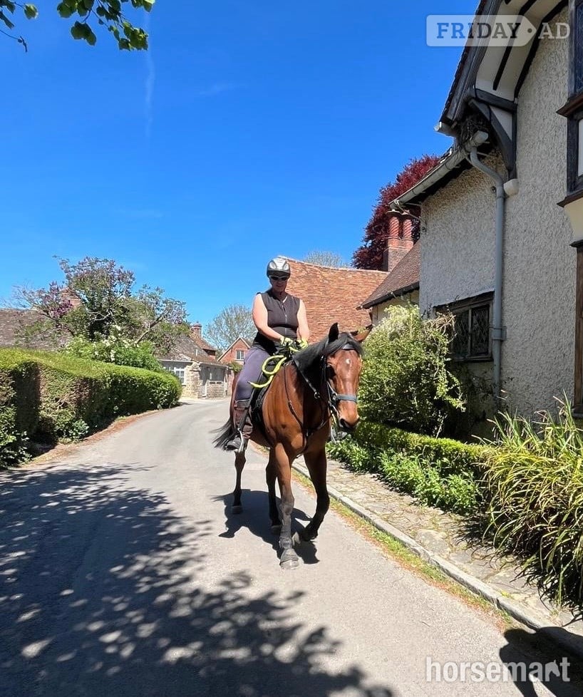 "Dakota" Bay Gelding All Rounder - Horses