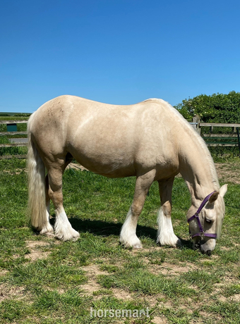 "Luna" Palomino Mare Cob/Heavy Horse