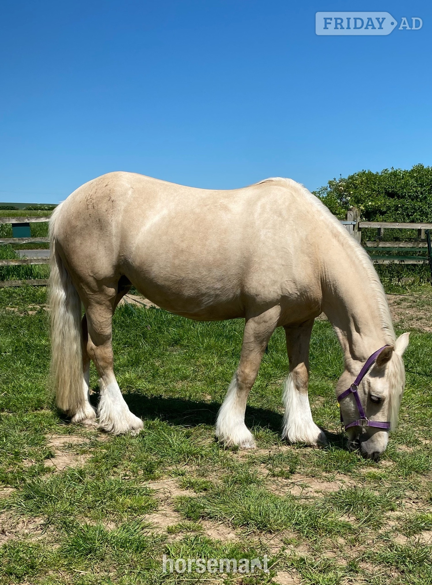 "Luna" Palomino Mare Cob/Heavy Horse in Towton
