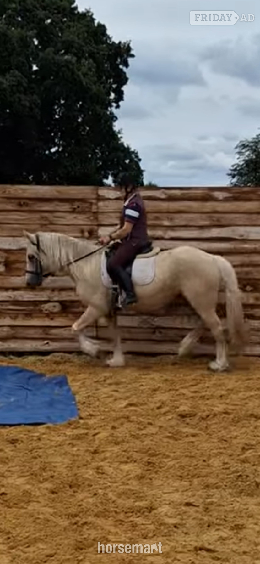 "Luna" Palomino Mare Cob/Heavy Horse