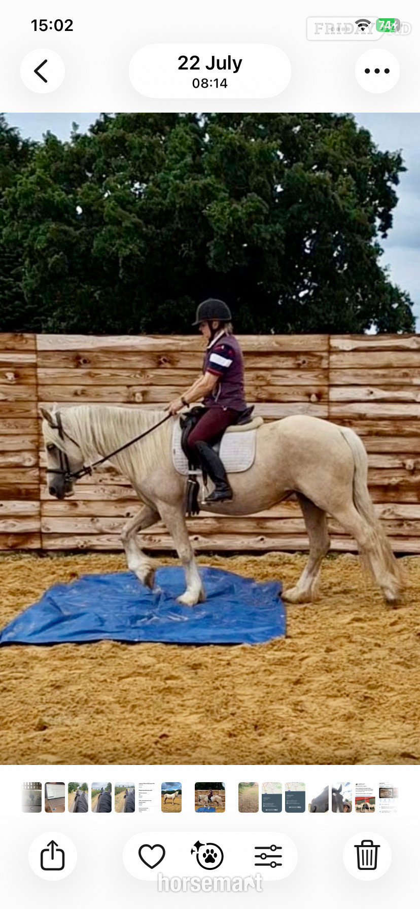 Towton "Luna" Palomino Mare Cob/Heavy Horse