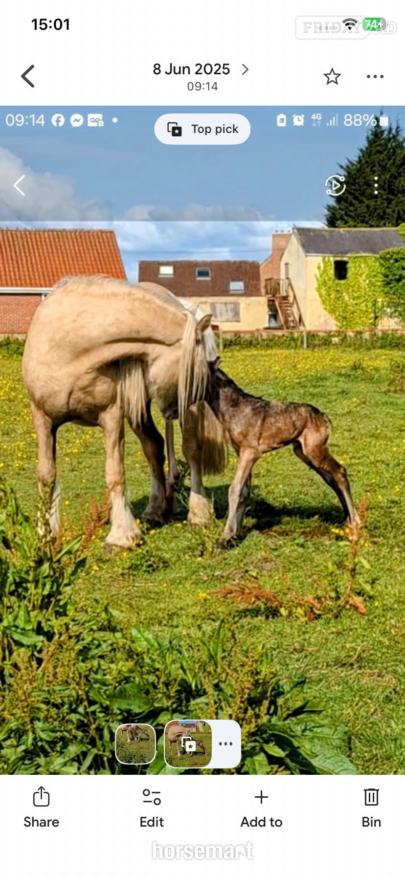 "Luna" Palomino Mare Cob/Heavy Horse - Horses in Towton