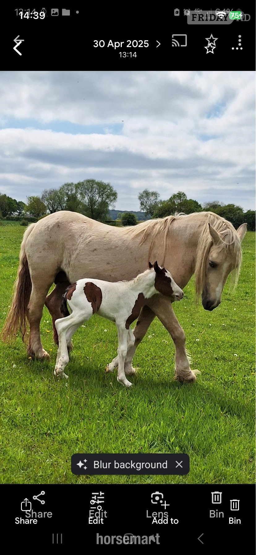 "Luna" Palomino Mare Cob/Heavy Horse - Horses
