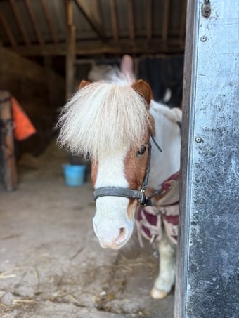 "Splodgey Willow" Skewbald Gelding Companion Horse