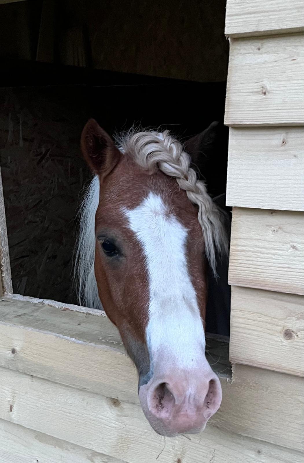 "Splodgey Willow" Skewbald Gelding Companion Horse