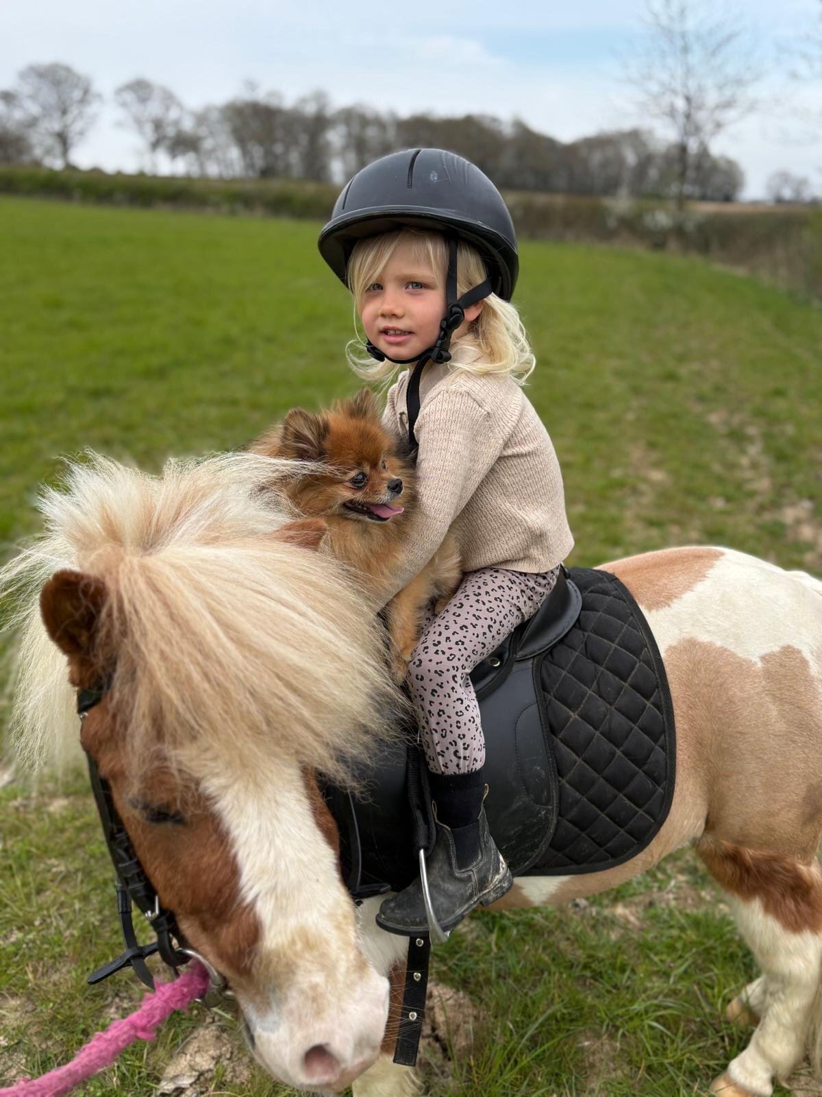 Haywards Heath "Splodgey Willow" Skewbald Gelding Companion Horse