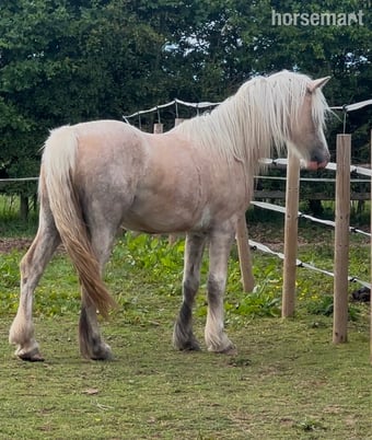"Barb " Palomino Filly Youngstock / Foal