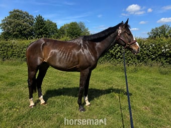 "Bertie " Bay Gelding Ex Racehorse