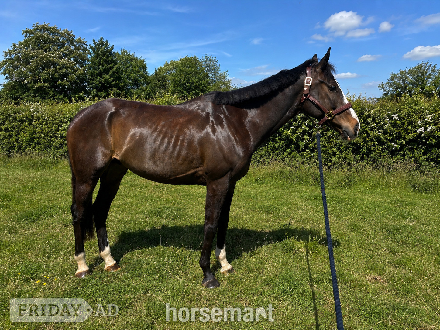 "Bertie " Bay Gelding Ex Racehorse in Basingstoke