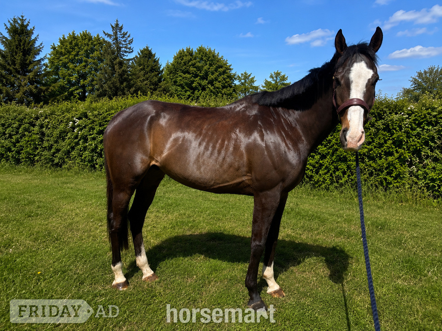 "Bertie " Bay Gelding Ex Racehorse