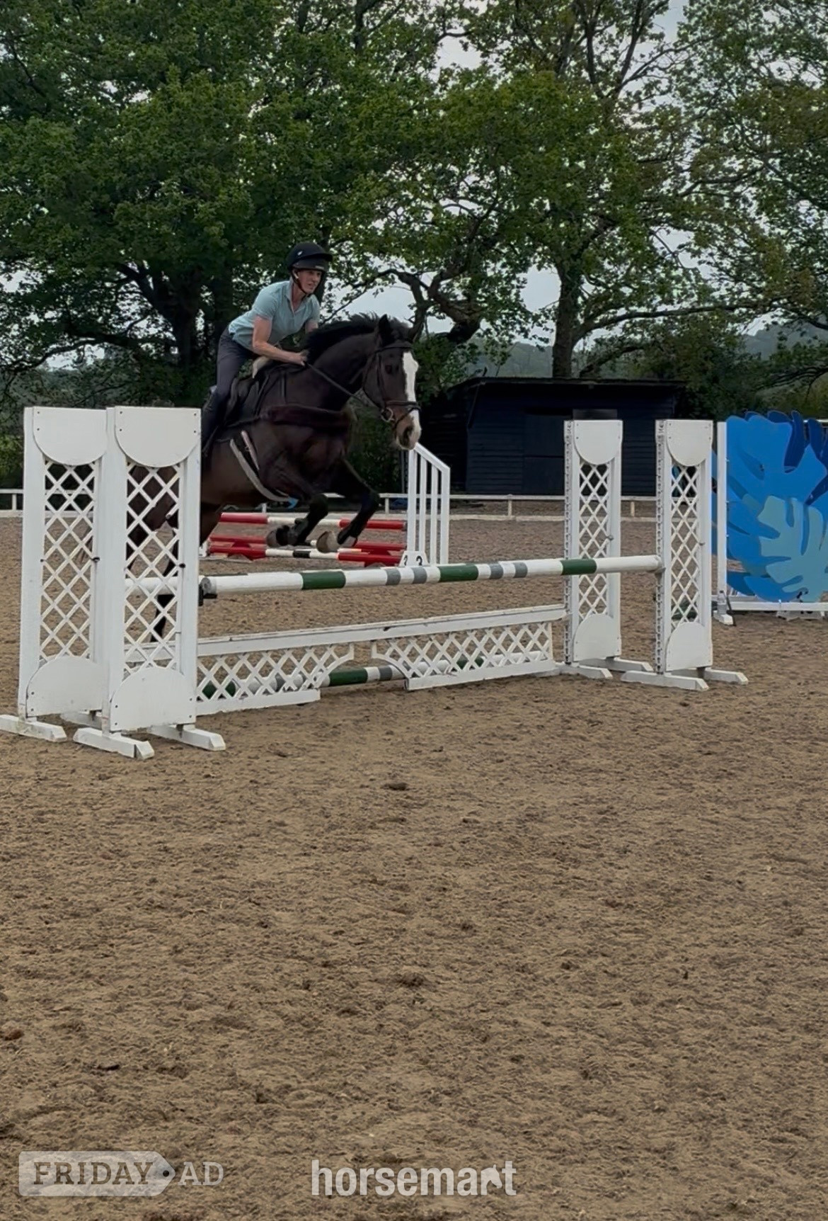 Basingstoke "Bertie " Bay Gelding Ex Racehorse