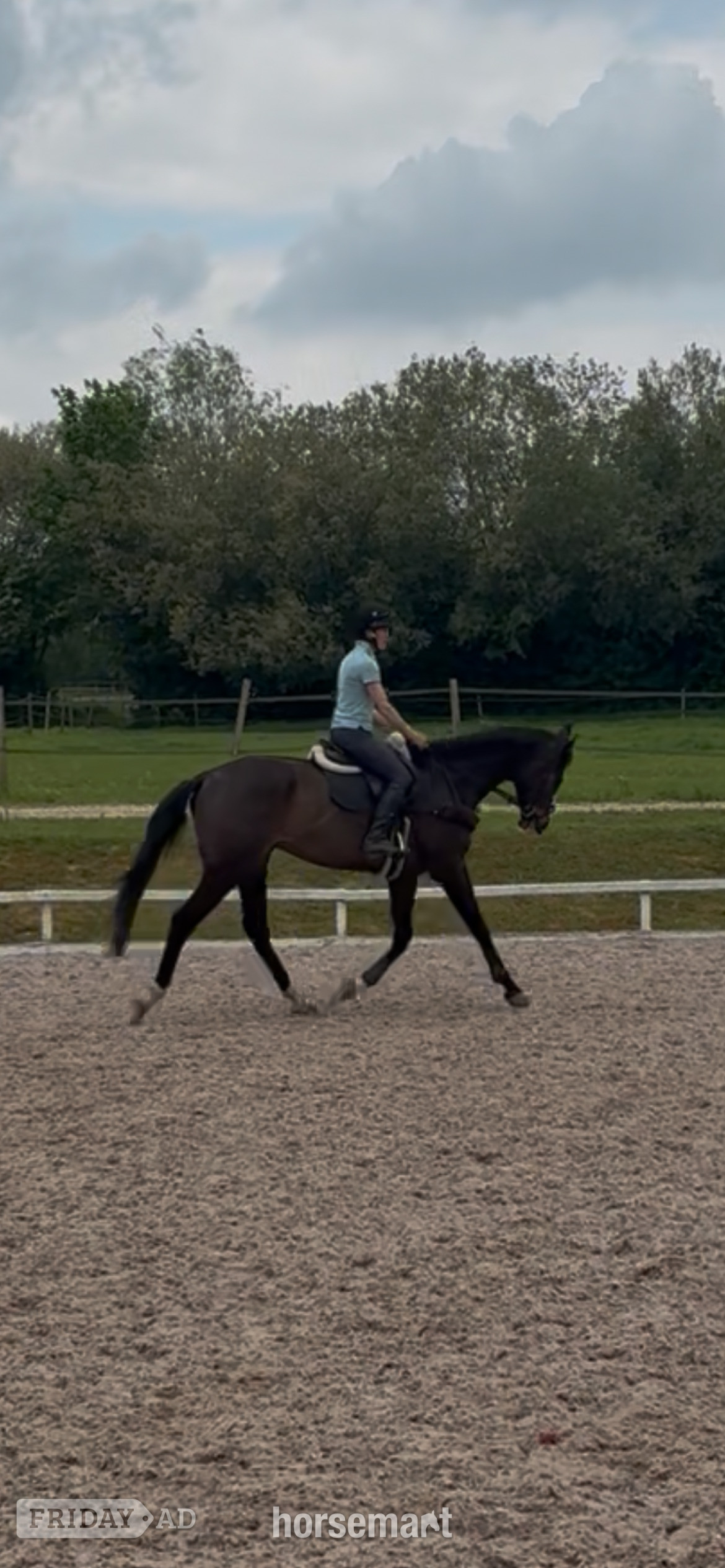 "Bertie " Bay Gelding Ex Racehorse - Horses in Basingstoke