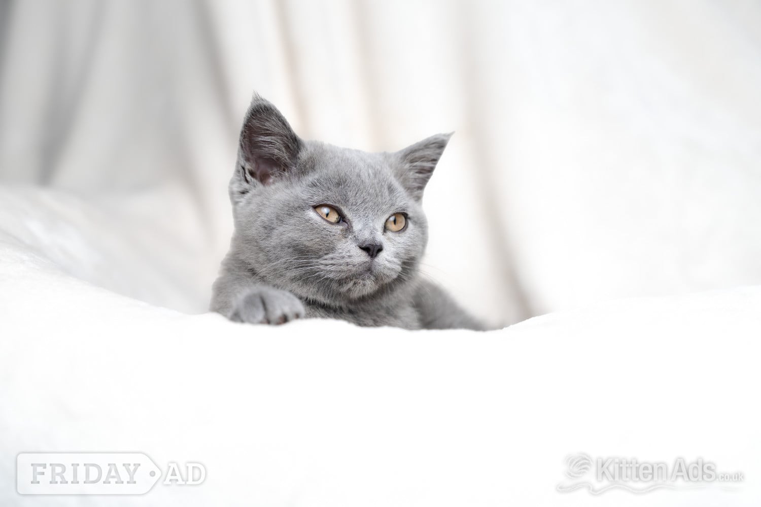 British Shorthair Blue Female  in Nottingham