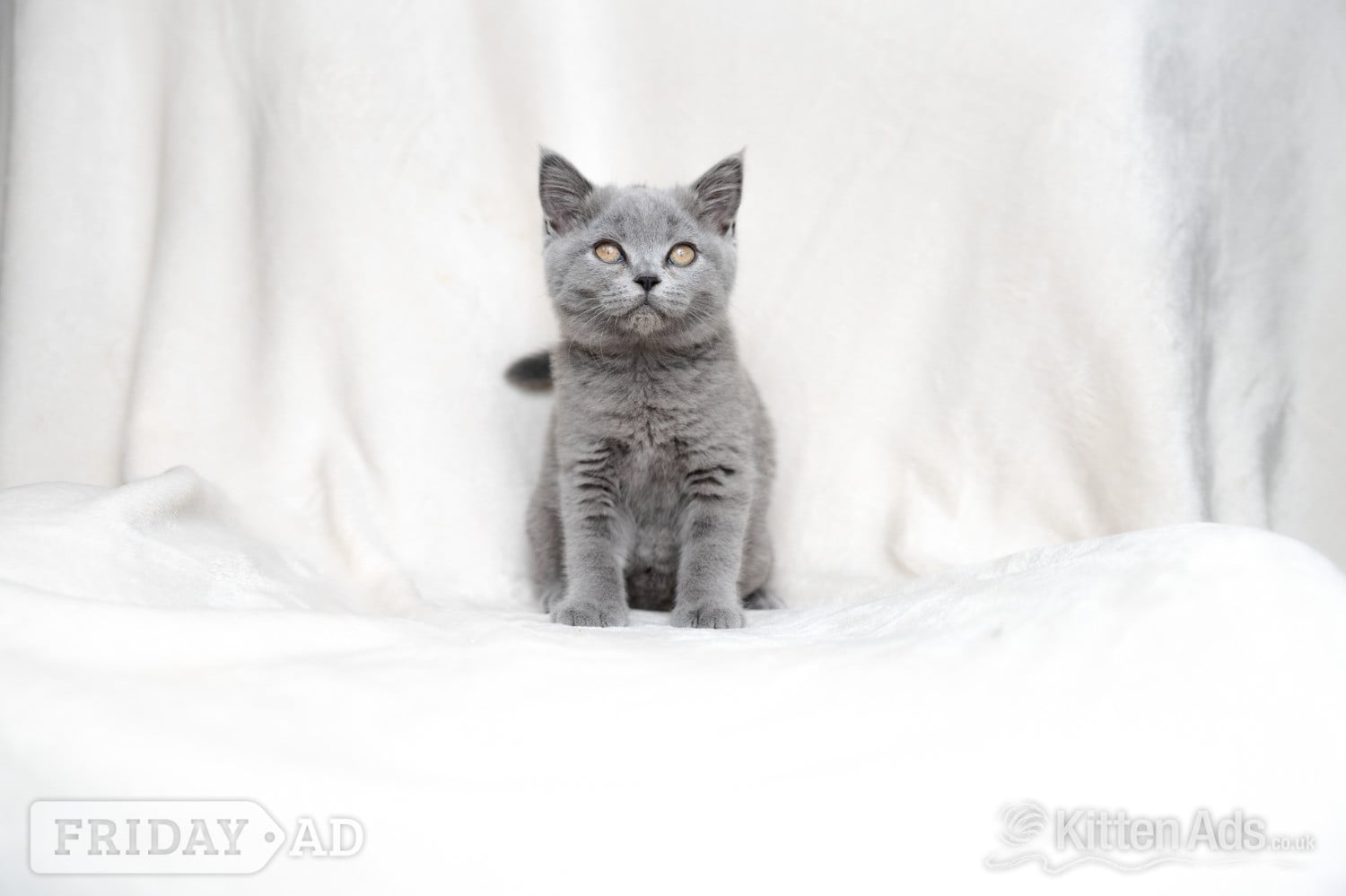 British Shorthair Blue Female 