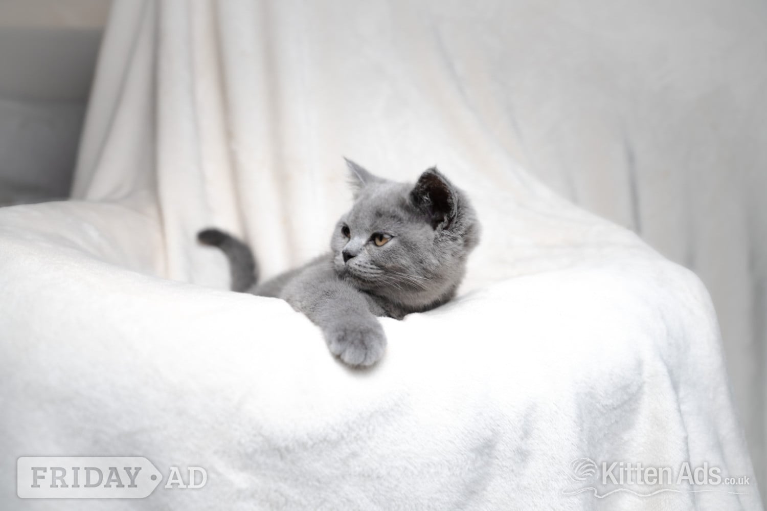 Nottingham British Shorthair Blue Female 