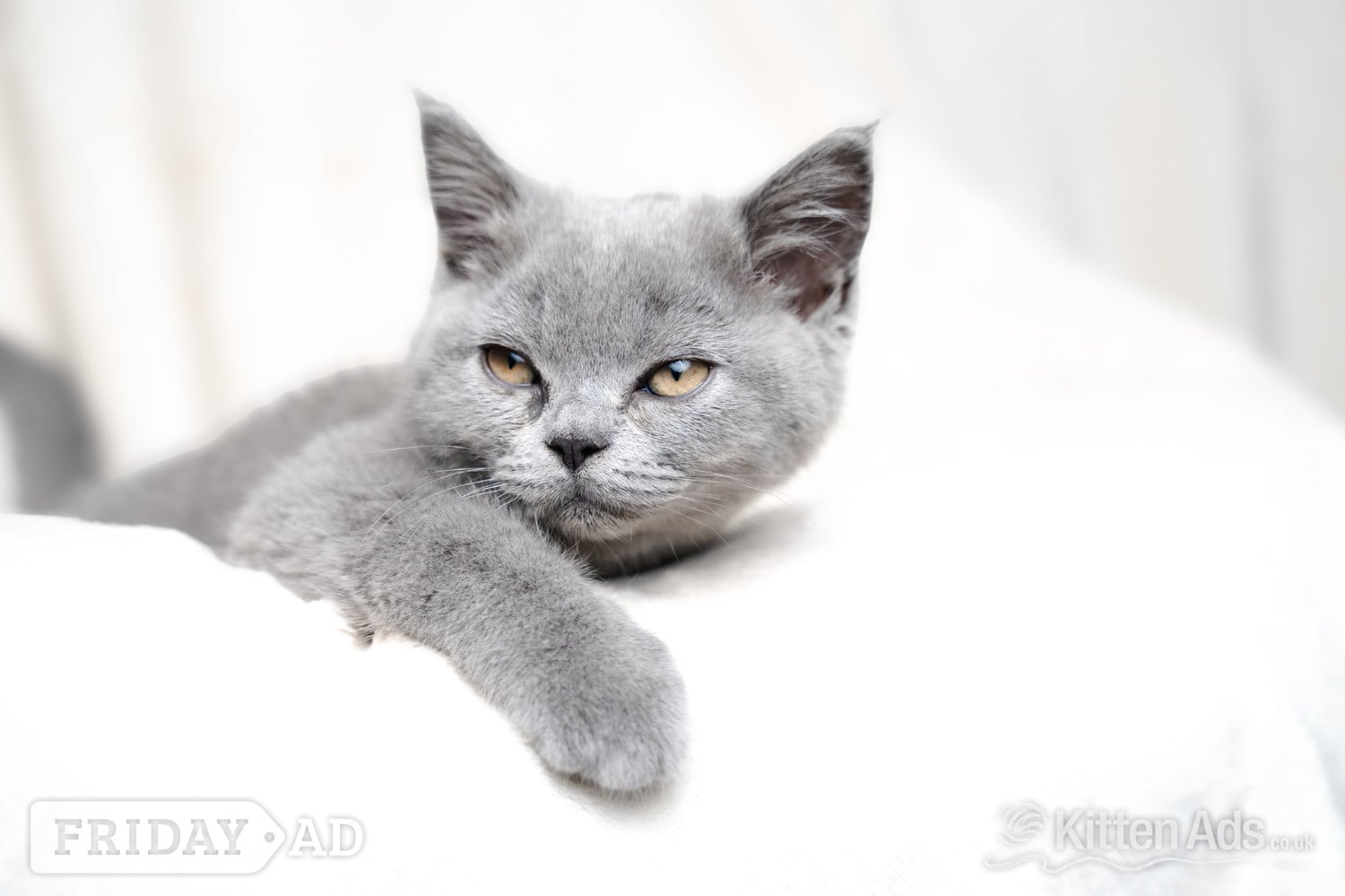British Shorthair Blue Female  - Cats & Kittens in Nottingham