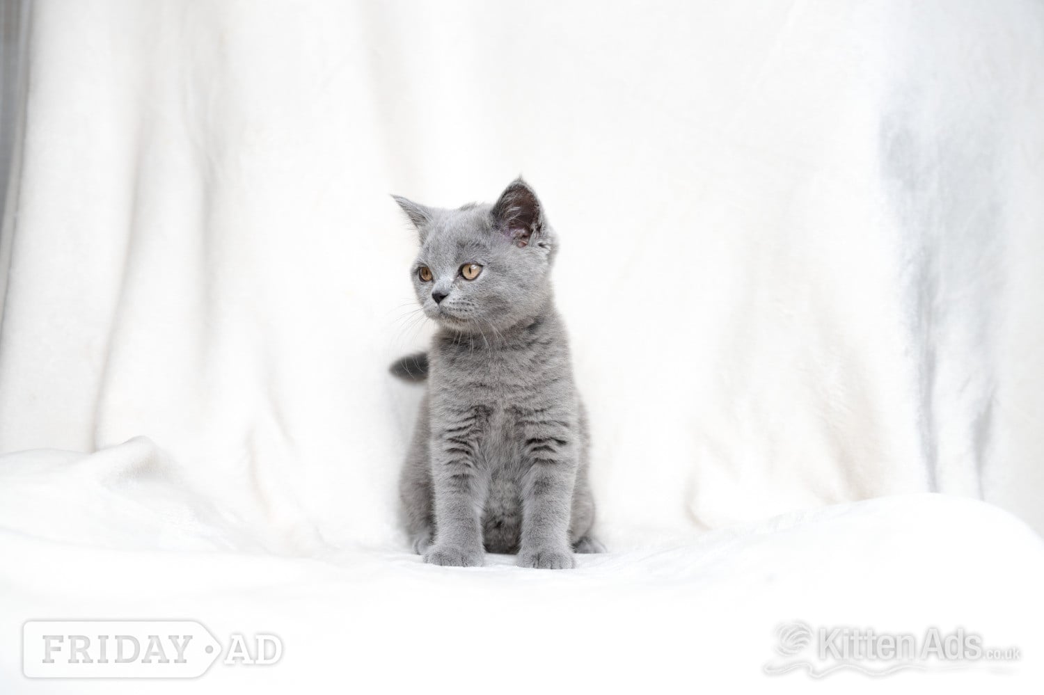 British Shorthair Blue Female  - Cats & Kittens