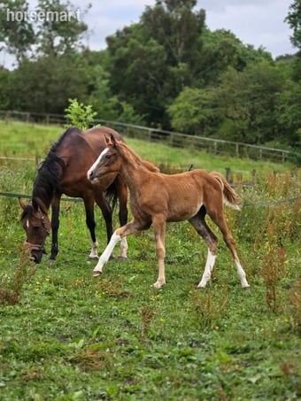 "Ella" Chestnut Filly Youngstock / Foal