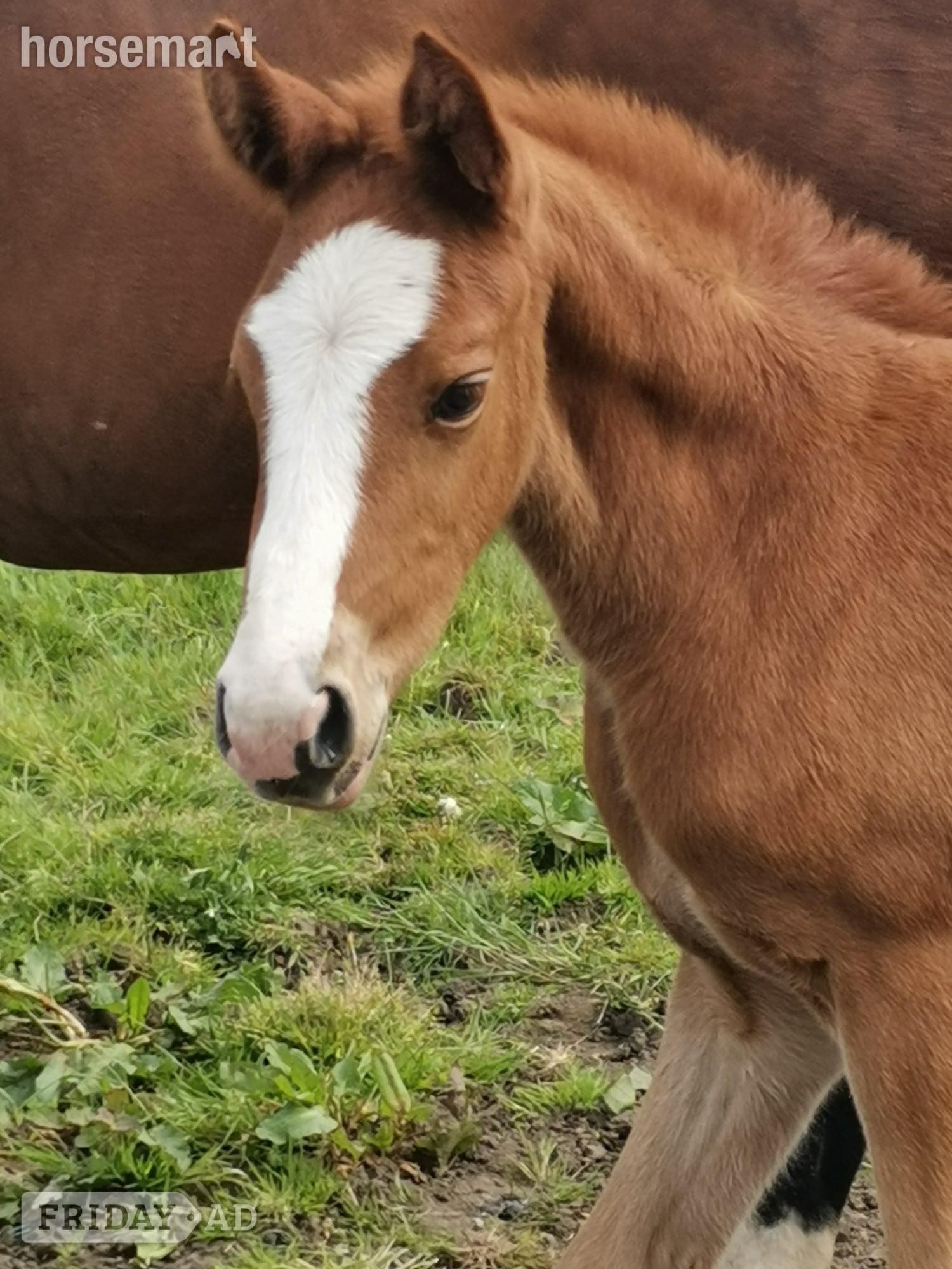 "Ella" Chestnut Filly Youngstock / Foal