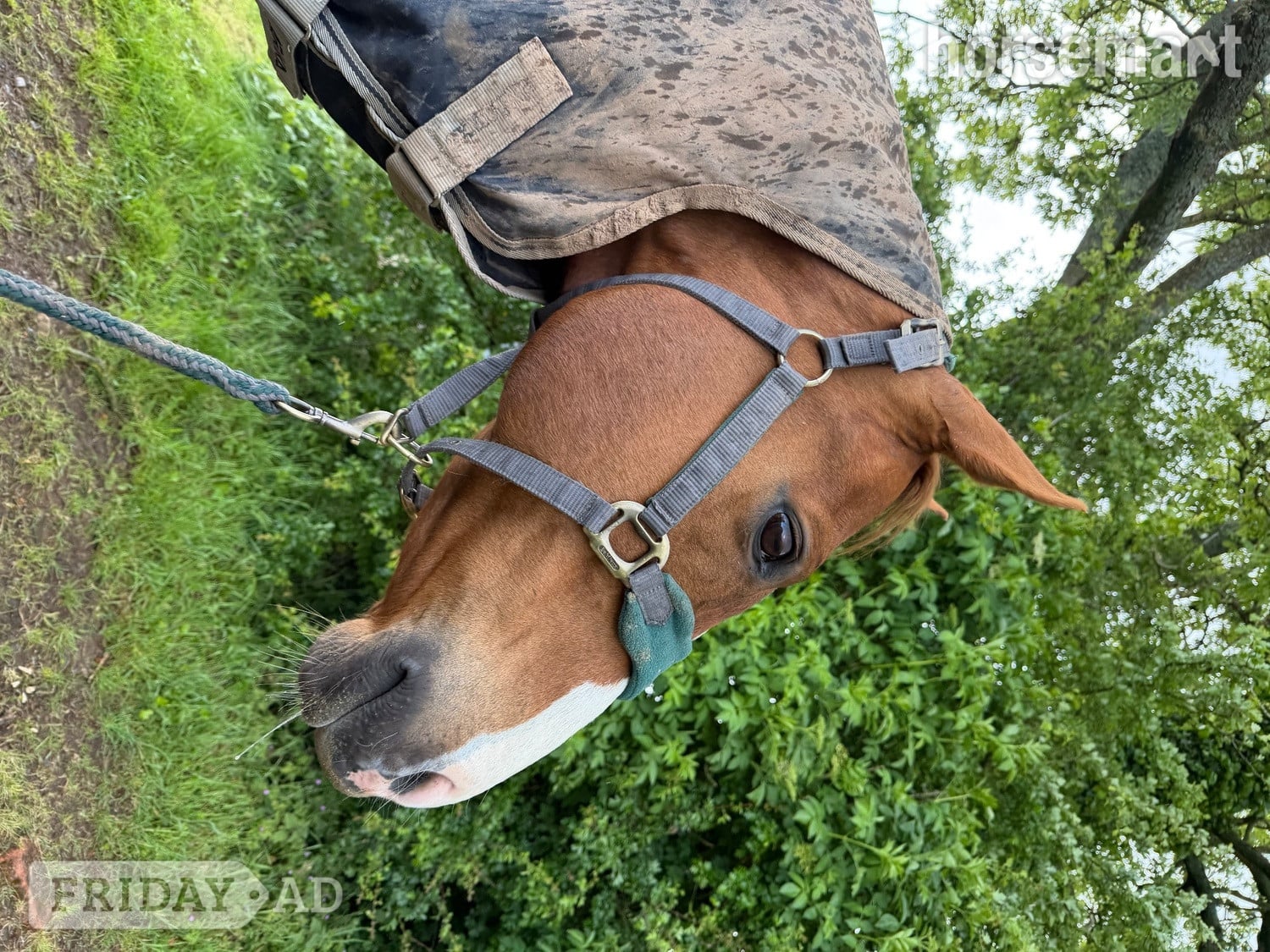 COMPANION for full loan/LWVTB - Horses