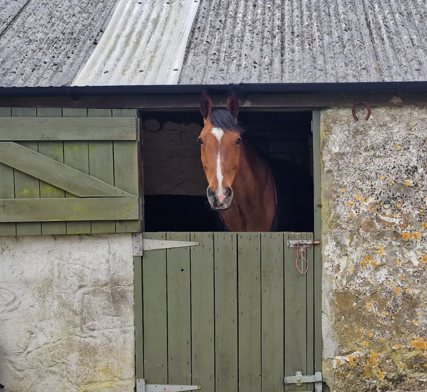 Nottingham "Rupert" Bay Gelding All Rounder