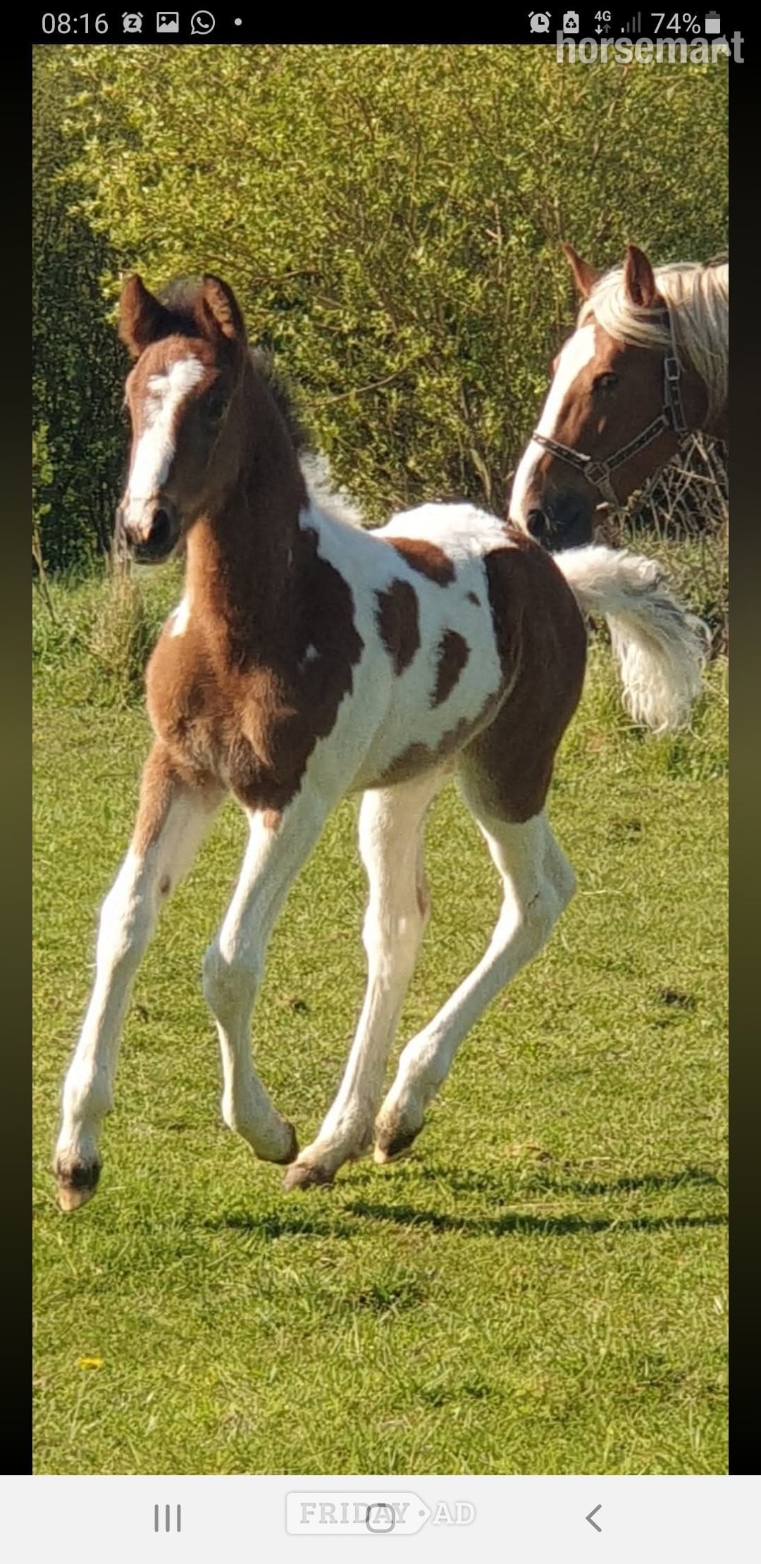 "Prinny" Tri-Coloured Mare Coloured